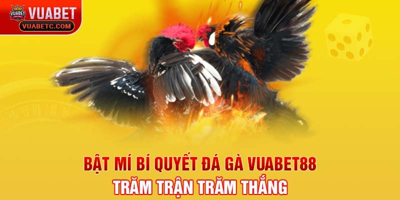 Bật mí bí quyết đá gà Vuabet88 trăm trận trăm thắng